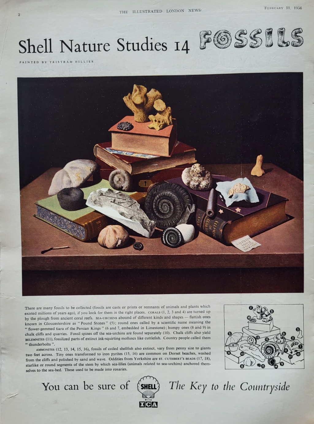 shell advert Fossils